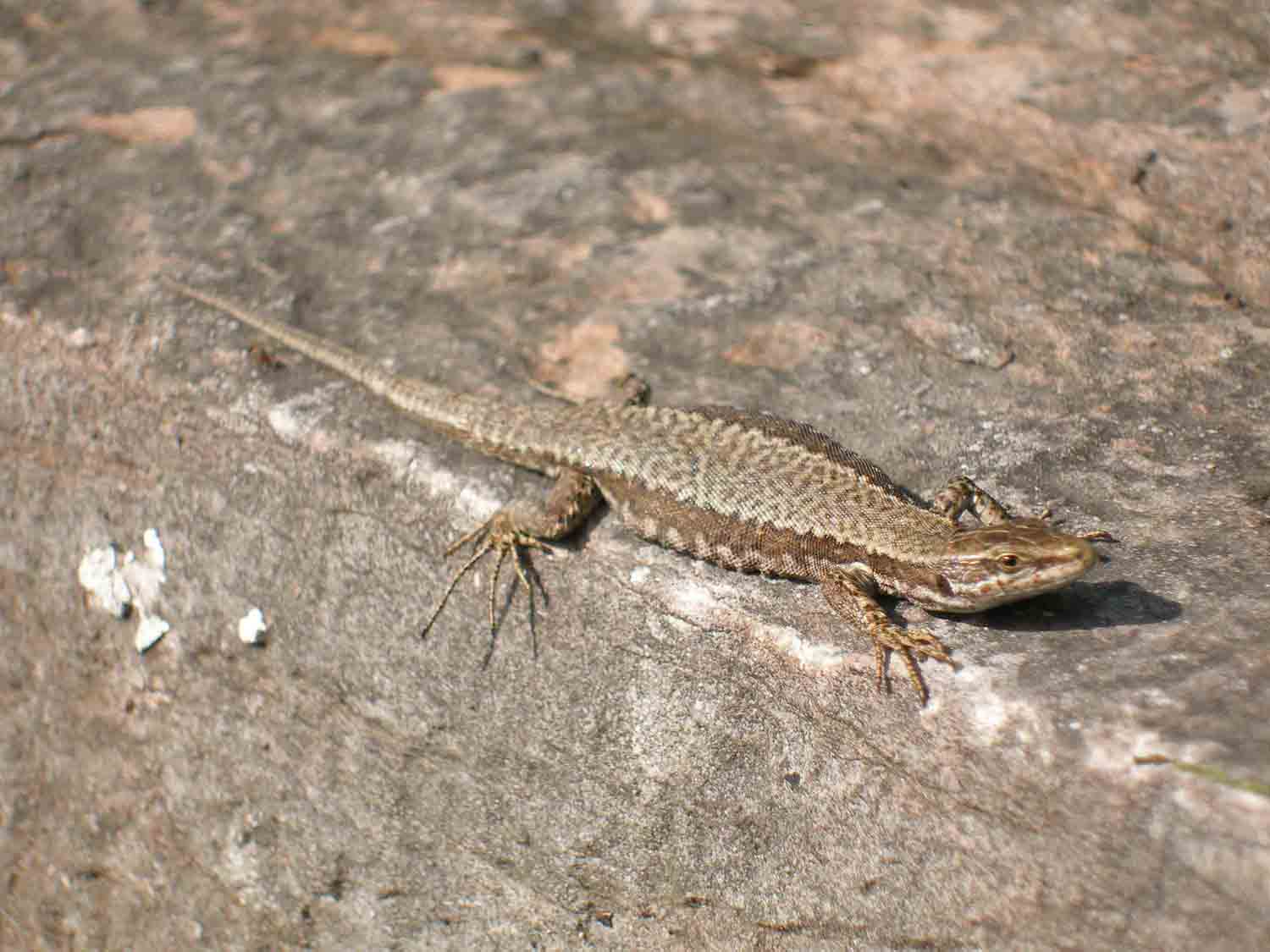 Lucertola bellunese